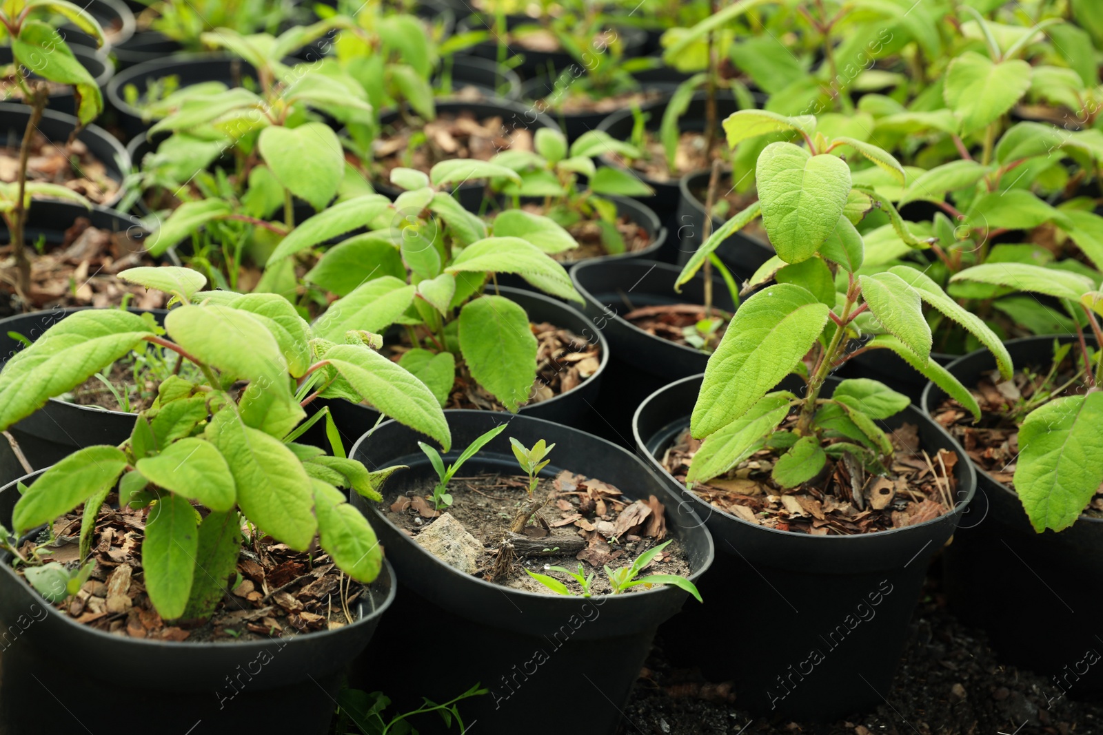 Photo of Green trees in pots, closeup. Gardening and planting