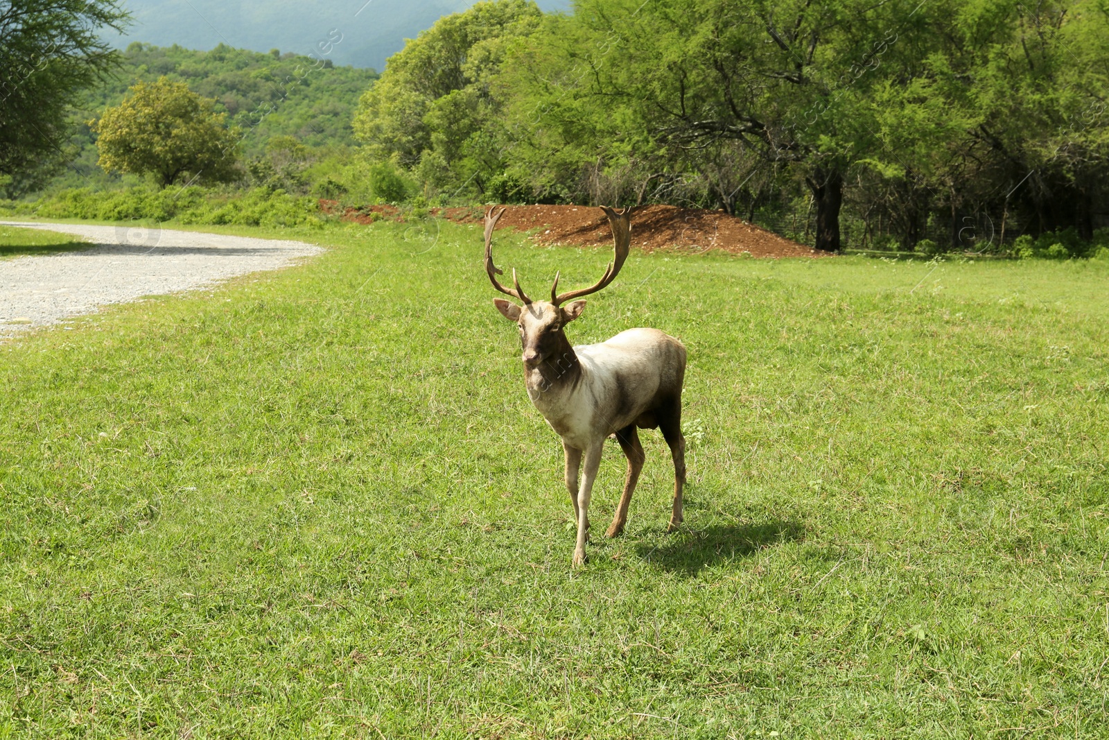 Photo of Beautiful deer stag on green grass in safari park