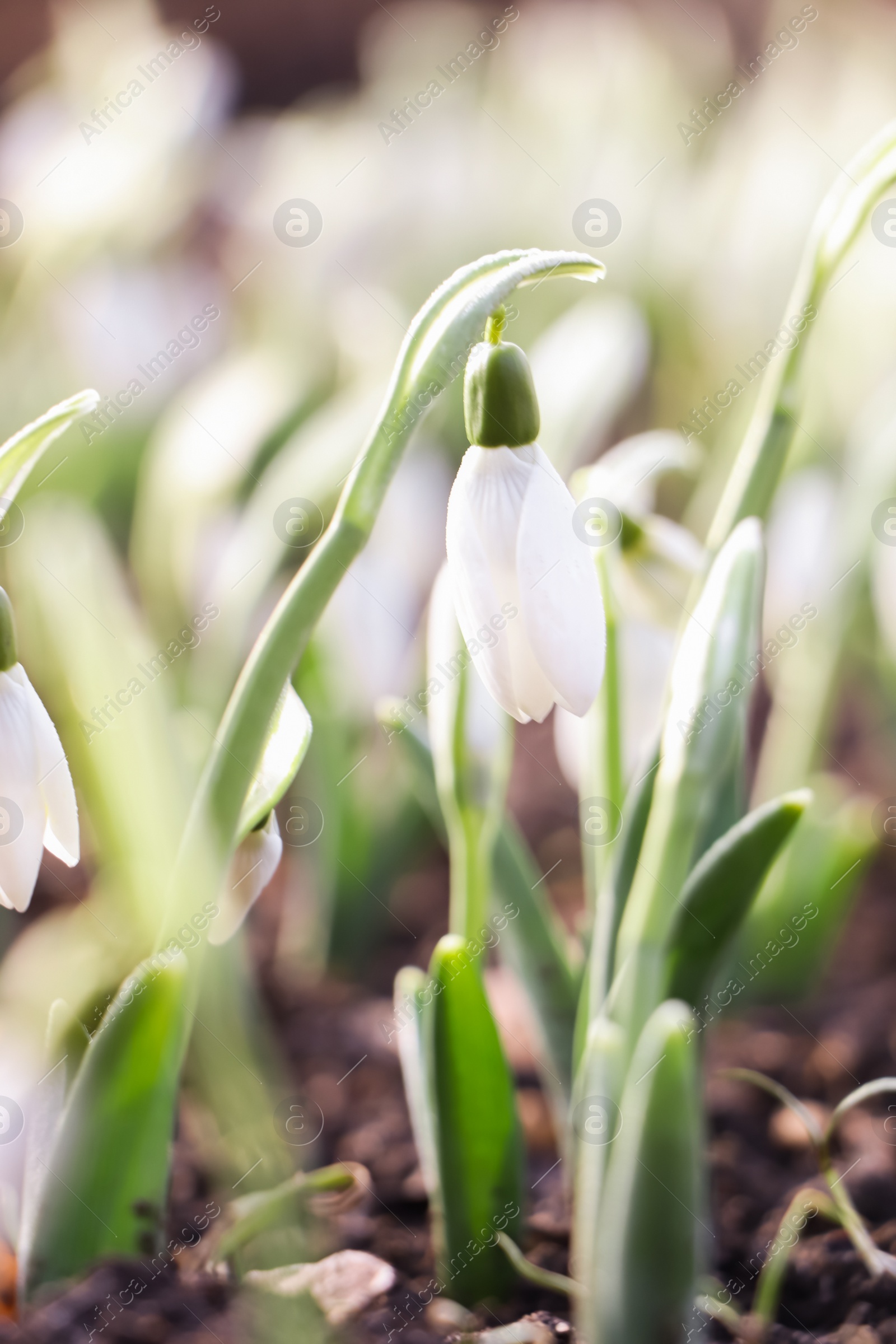 Photo of Beautiful snowdrops growing outdoors. Early spring flowers