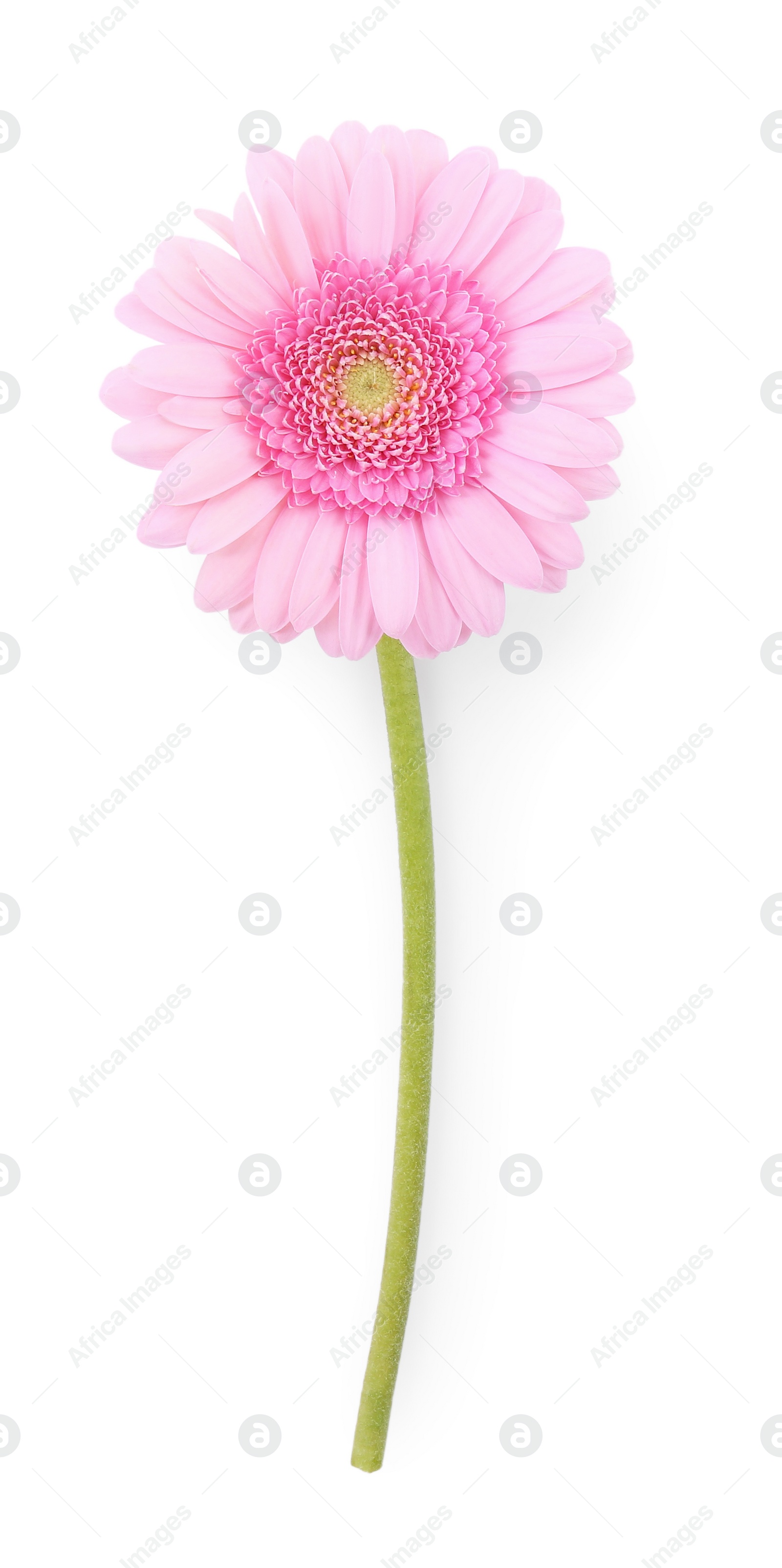 Photo of One beautiful pink gerbera flower isolated on white, top view