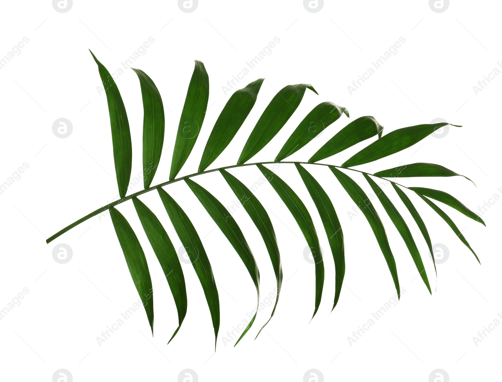 Photo of Beautiful lush tropical leaf isolated on white