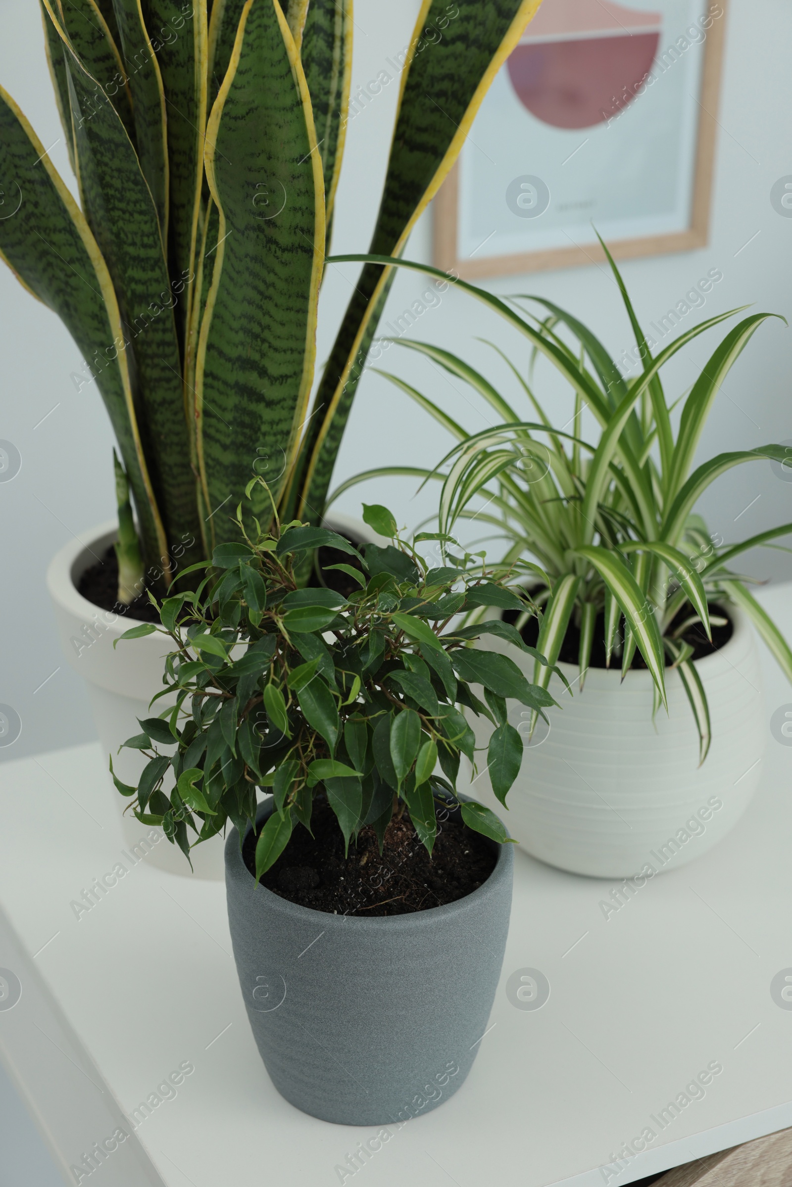 Photo of Different beautiful house plants on white table