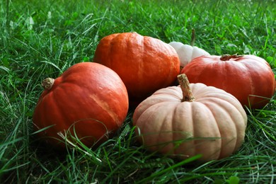 Photo of Many ripe pumpkins among green grass outdoors