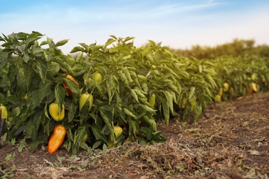 Photo of Bell pepper bushes in field. Harvesting time