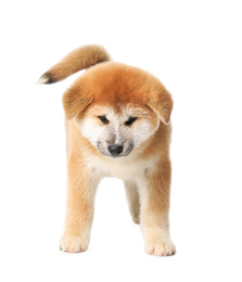 Photo of Cute Akita Inu puppy on white background. Baby animal