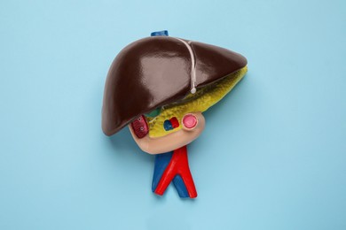 Model of liver on light blue background, top view