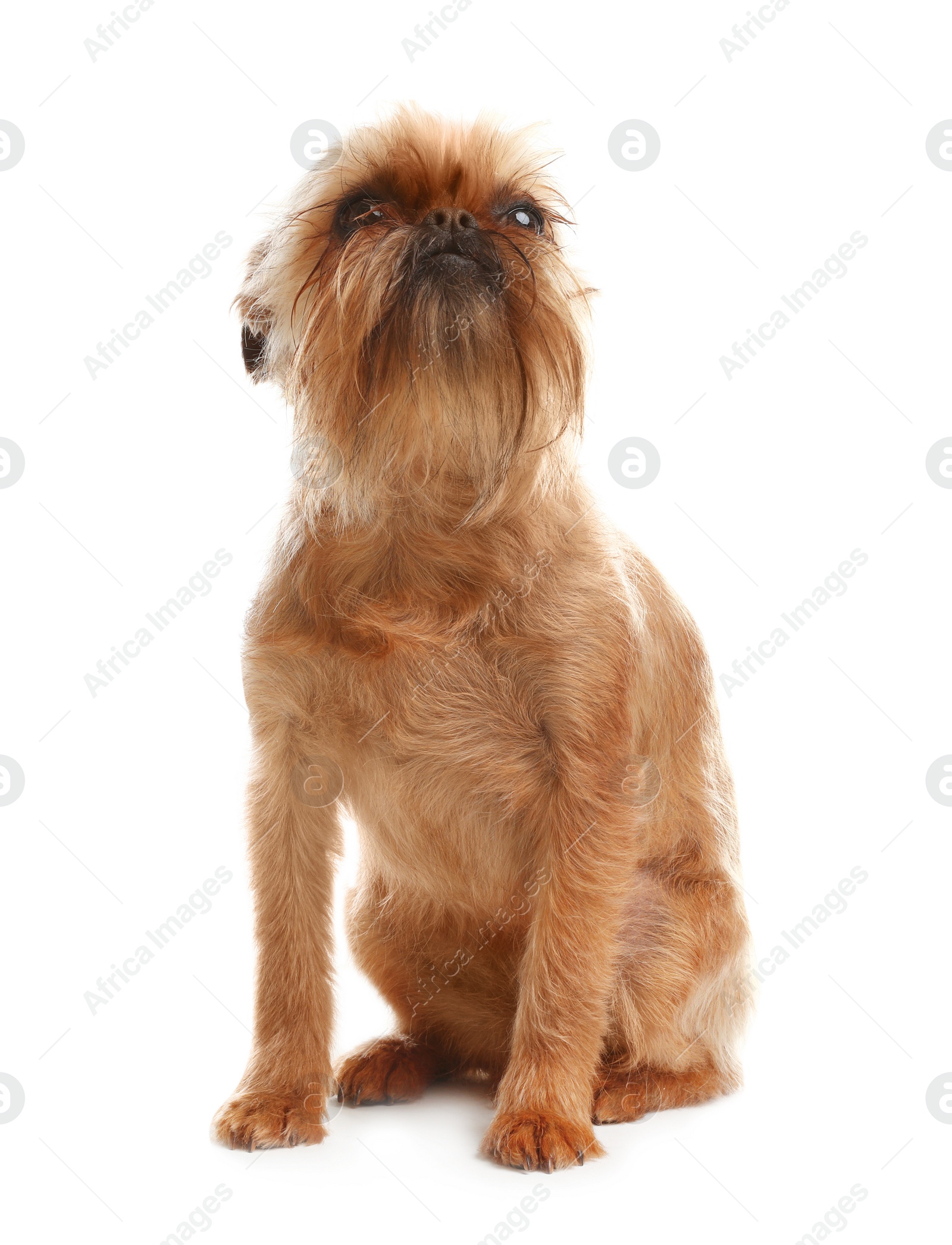 Photo of Studio portrait of funny Brussels Griffon dog on white background
