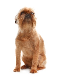 Studio portrait of funny Brussels Griffon dog on white background