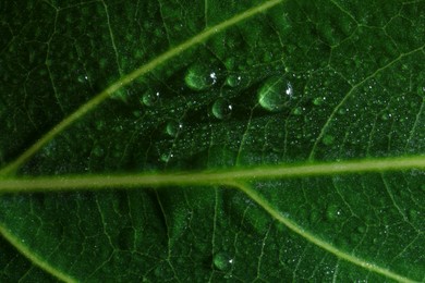 Photo of Macro photo of green leaf with water drops as background, top view