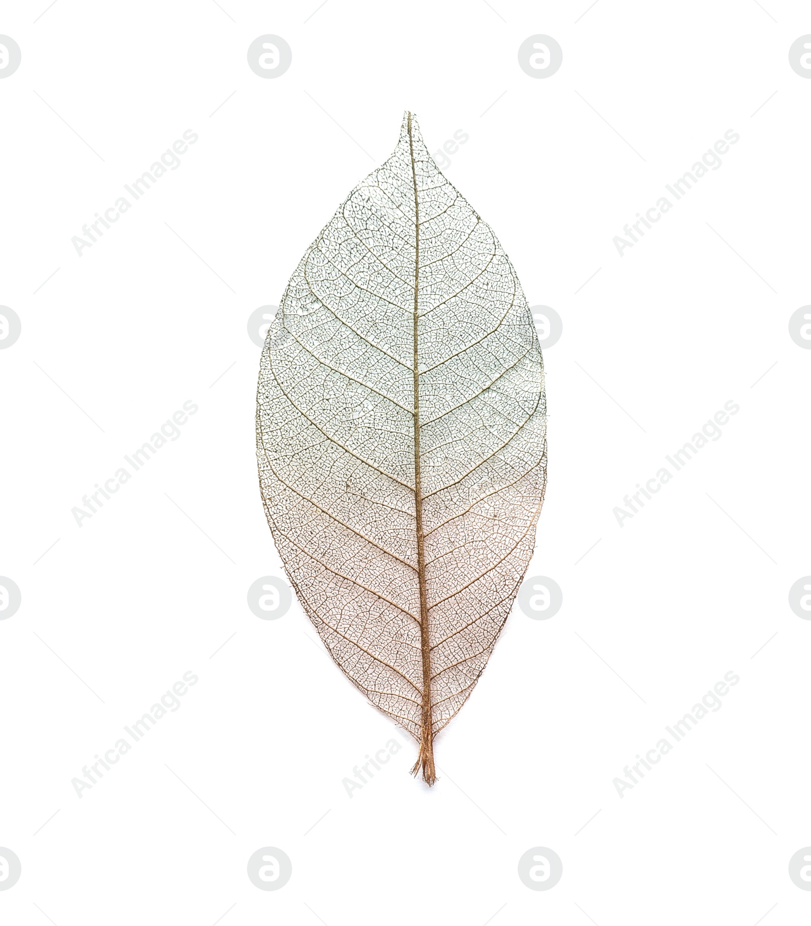 Photo of Beautiful decorative skeleton leaf on white background