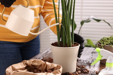 Photo of Woman watering houseplants after transplanting at wooden table indoors, closeup