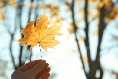 Woman holding autumn leaf against sunlight in park. Space for text