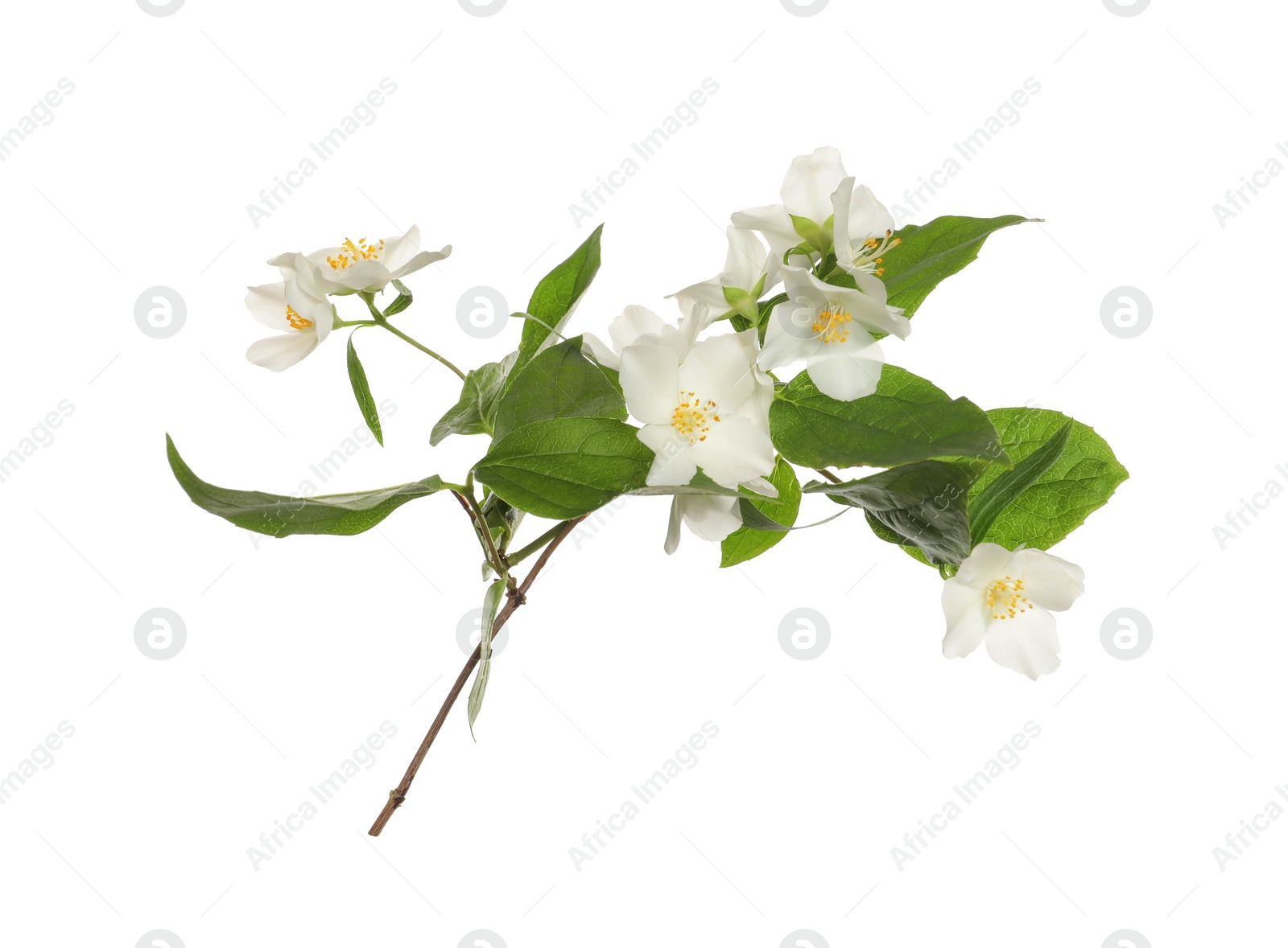 Photo of Branch of beautiful jasmine plant on white background