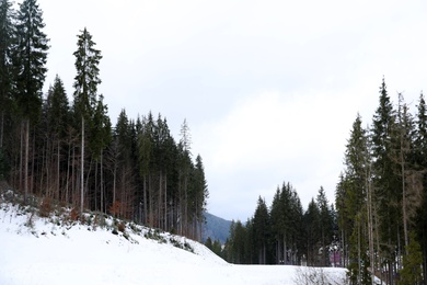 Beautiful landscape with conifer forest. Winter vacation