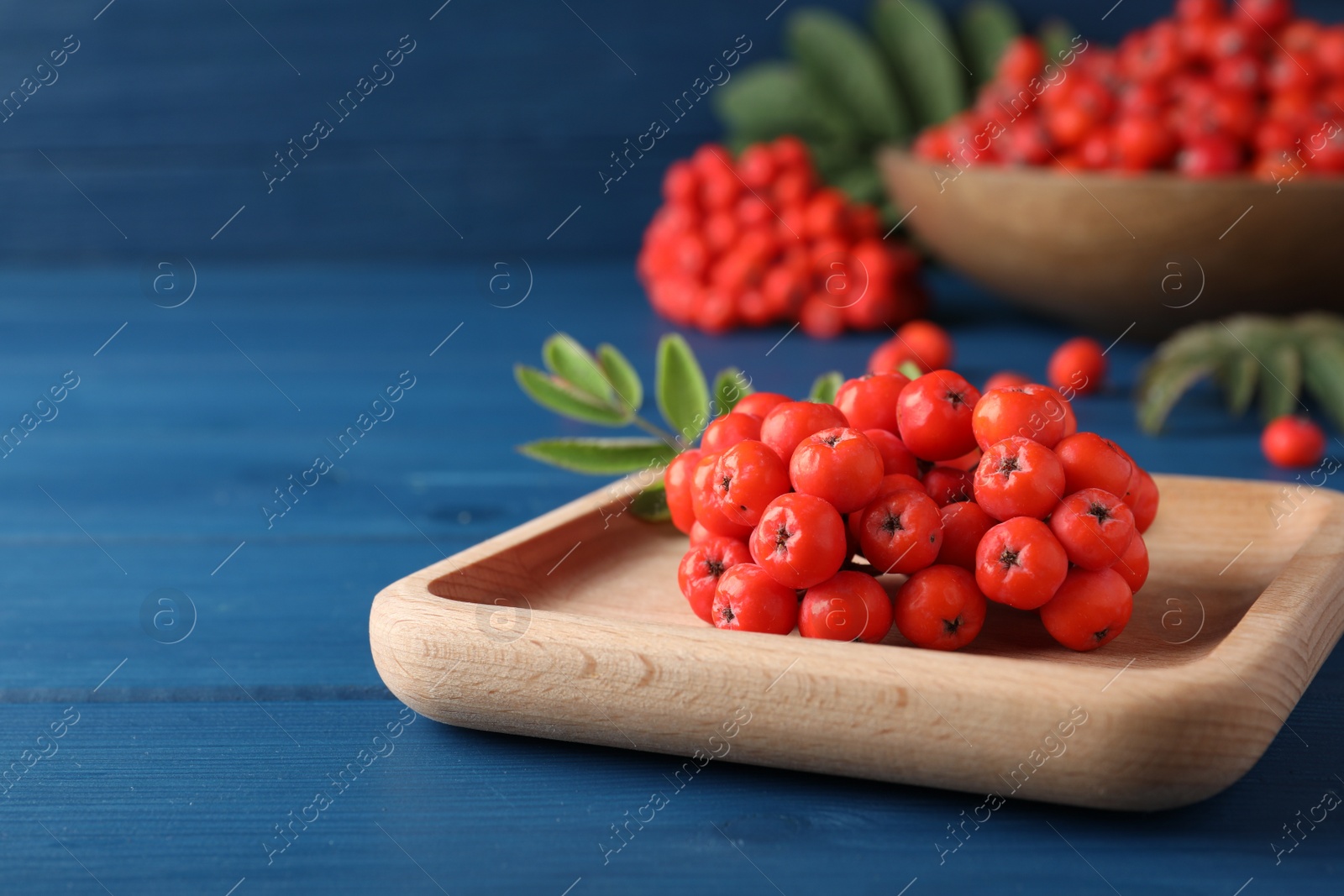 Photo of Wooden plate with fresh ripe rowan berries on blue table, closeup. Space for text