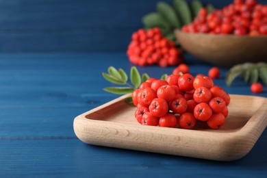 Photo of Wooden plate with fresh ripe rowan berries on blue table, closeup. Space for text