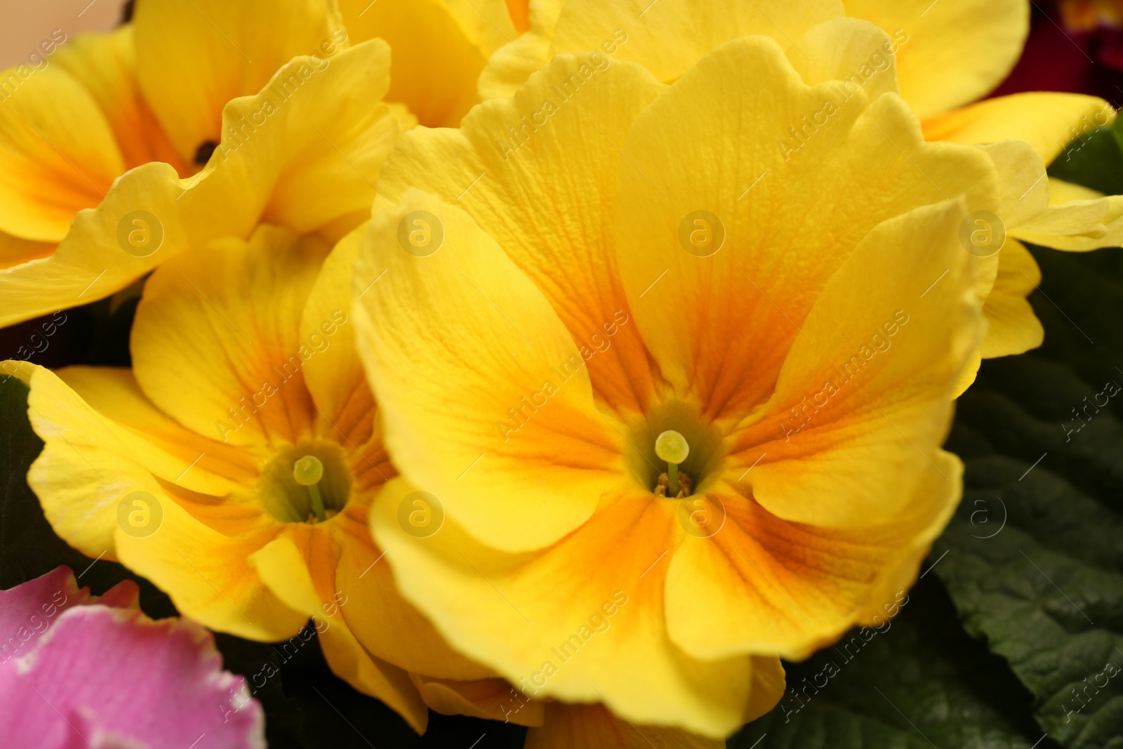 Photo of Beautiful primula (primrose) plant with yellow flowers, closeup. Spring blossom