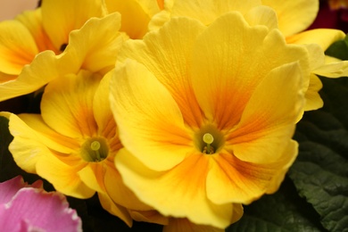 Beautiful primula (primrose) plant with yellow flowers, closeup. Spring blossom