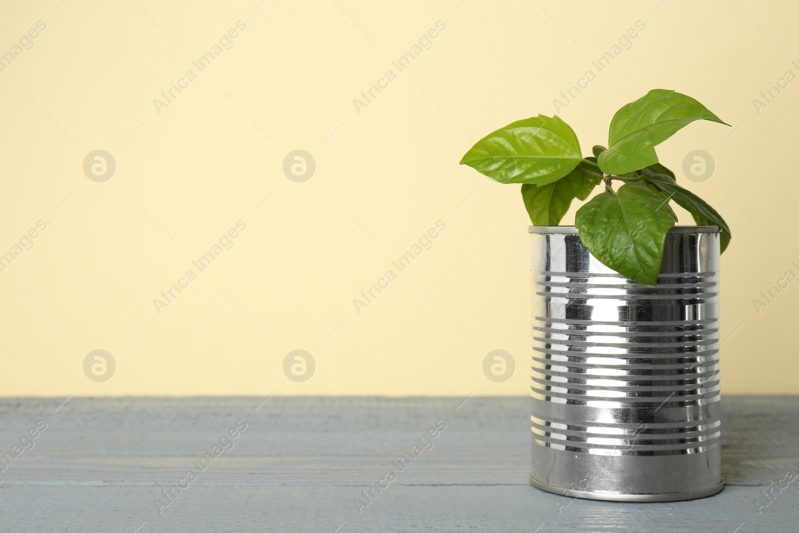 Photo of Beautiful hibiscus plant in tin can on grey wooden table. Space for text