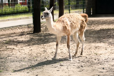 Photo of Cute guanaco walking at zoo on sunny day