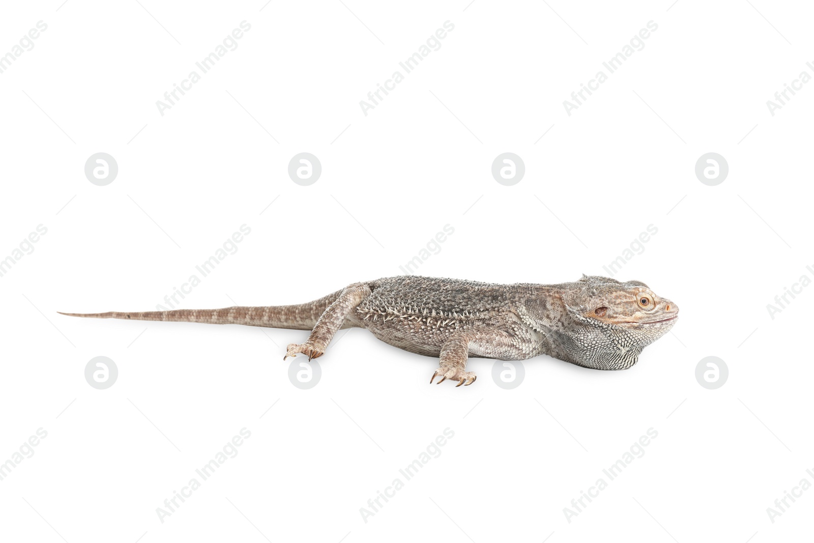 Photo of Bearded lizard (Pogona barbata) isolated on white. Exotic pet