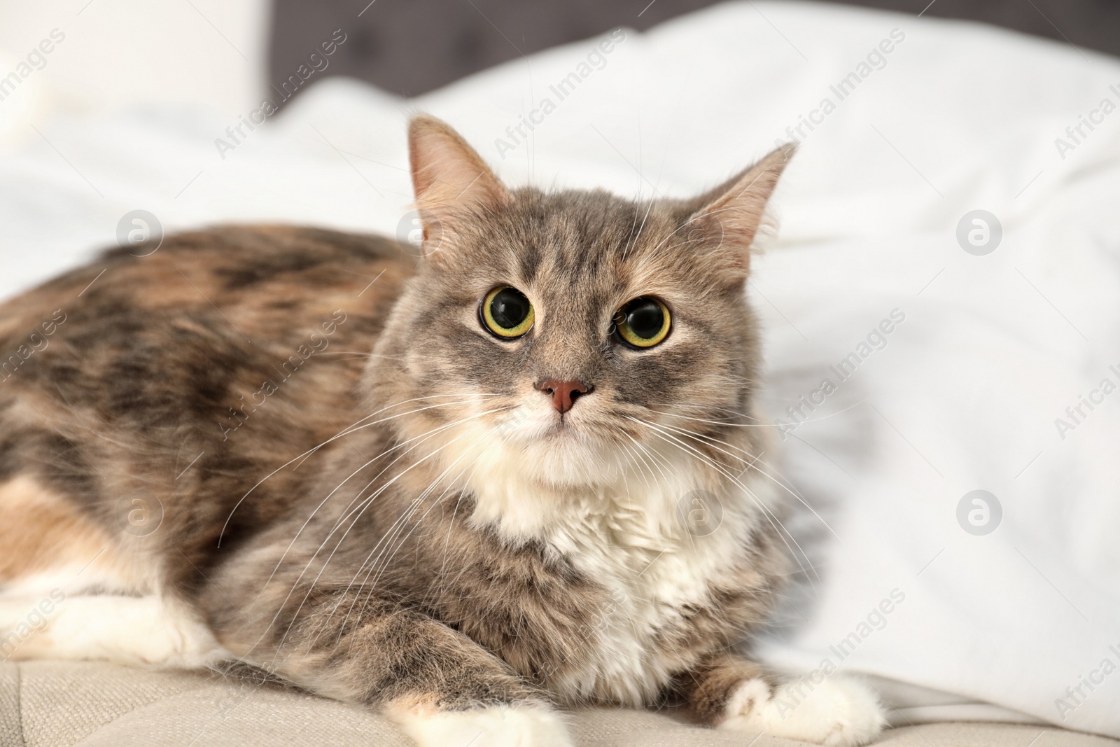 Photo of Cute cat lying on bed at home. Domestic pet