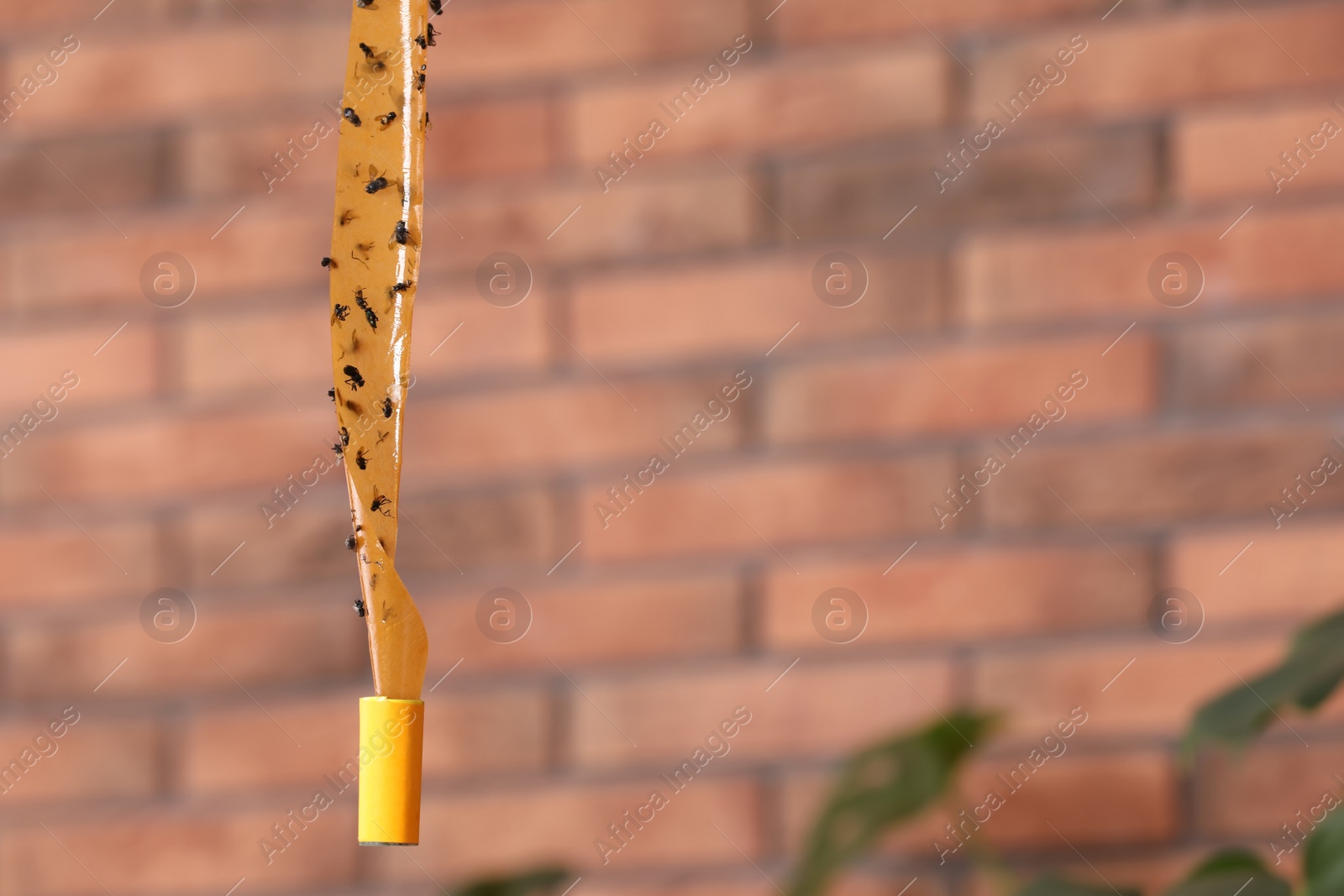 Photo of Sticky insect tape with dead flies indoors, space for text