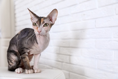 Photo of Adorable Sphynx cat looking into camera at home, space for text. Cute friendly pet