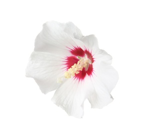 Photo of Beautiful tropical Hibiscus flower on white background