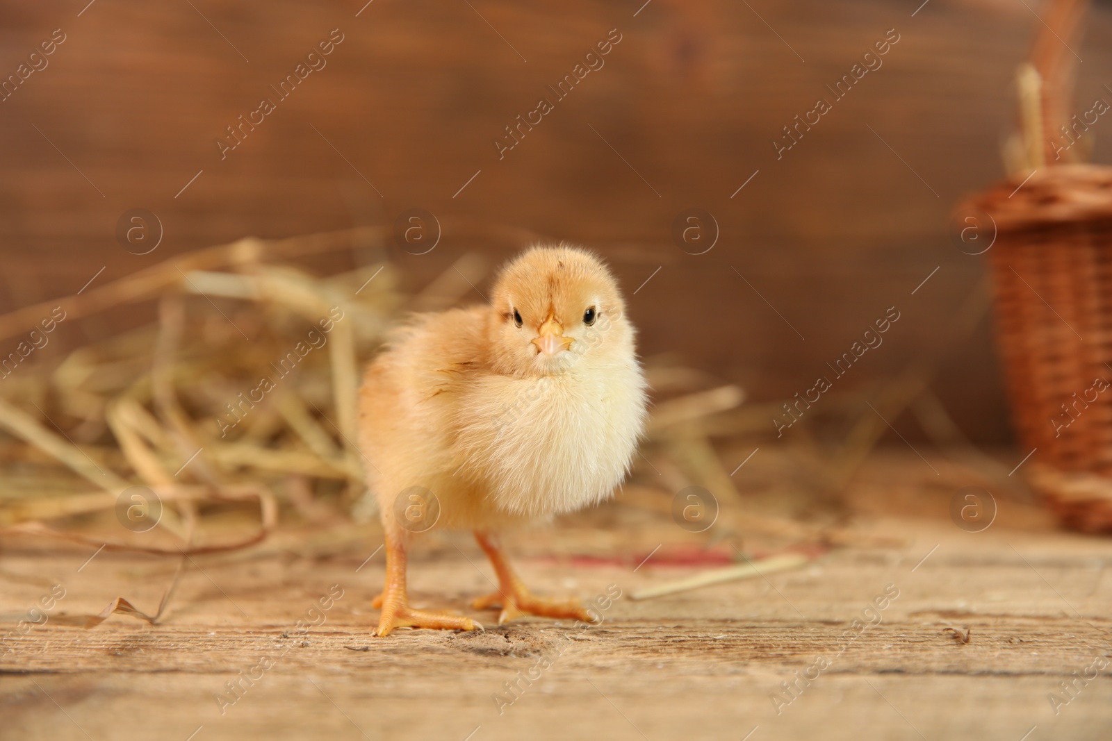 Photo of Cute chick on wooden table. Baby animal