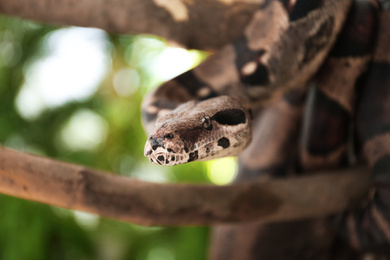 Photo of Brown boa constrictor on tree branch outdoors