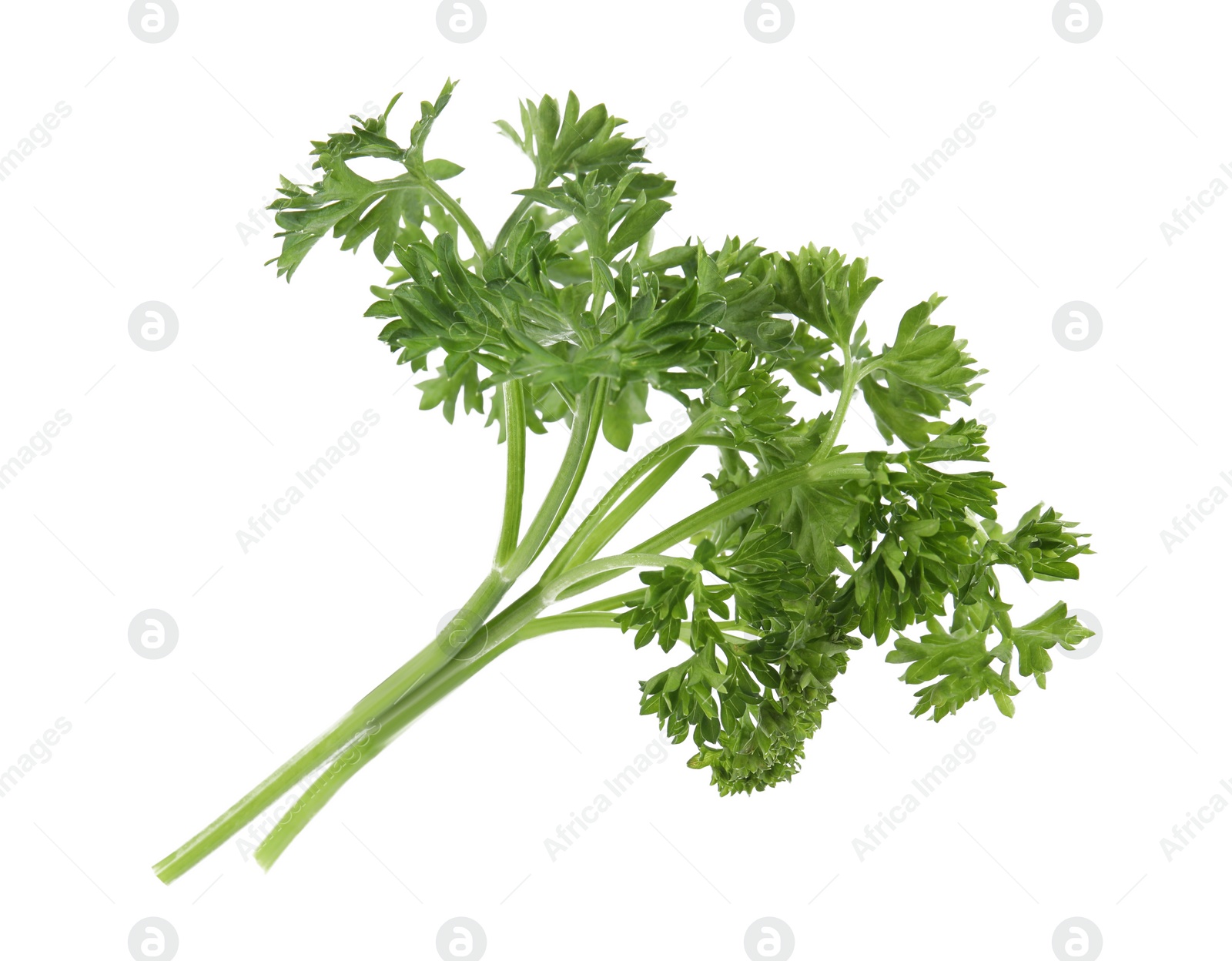 Photo of Fresh green organic parsley on white background