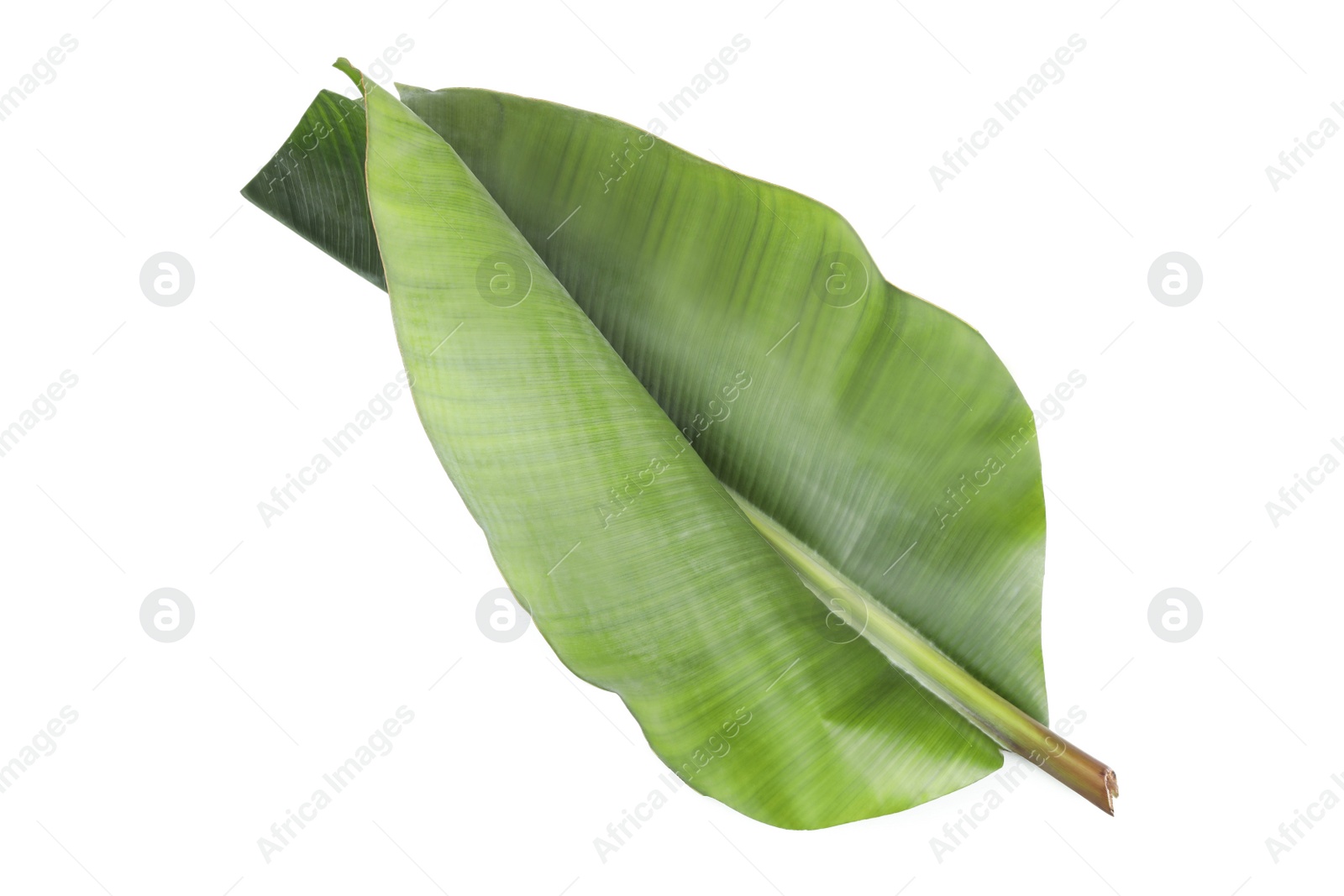 Photo of Fresh green banana leaf on white background. Tropical foliage