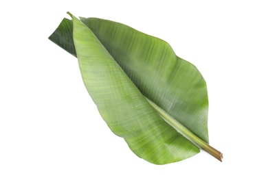 Photo of Fresh green banana leaf on white background. Tropical foliage