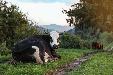 Cows grazing on green meadow in summer