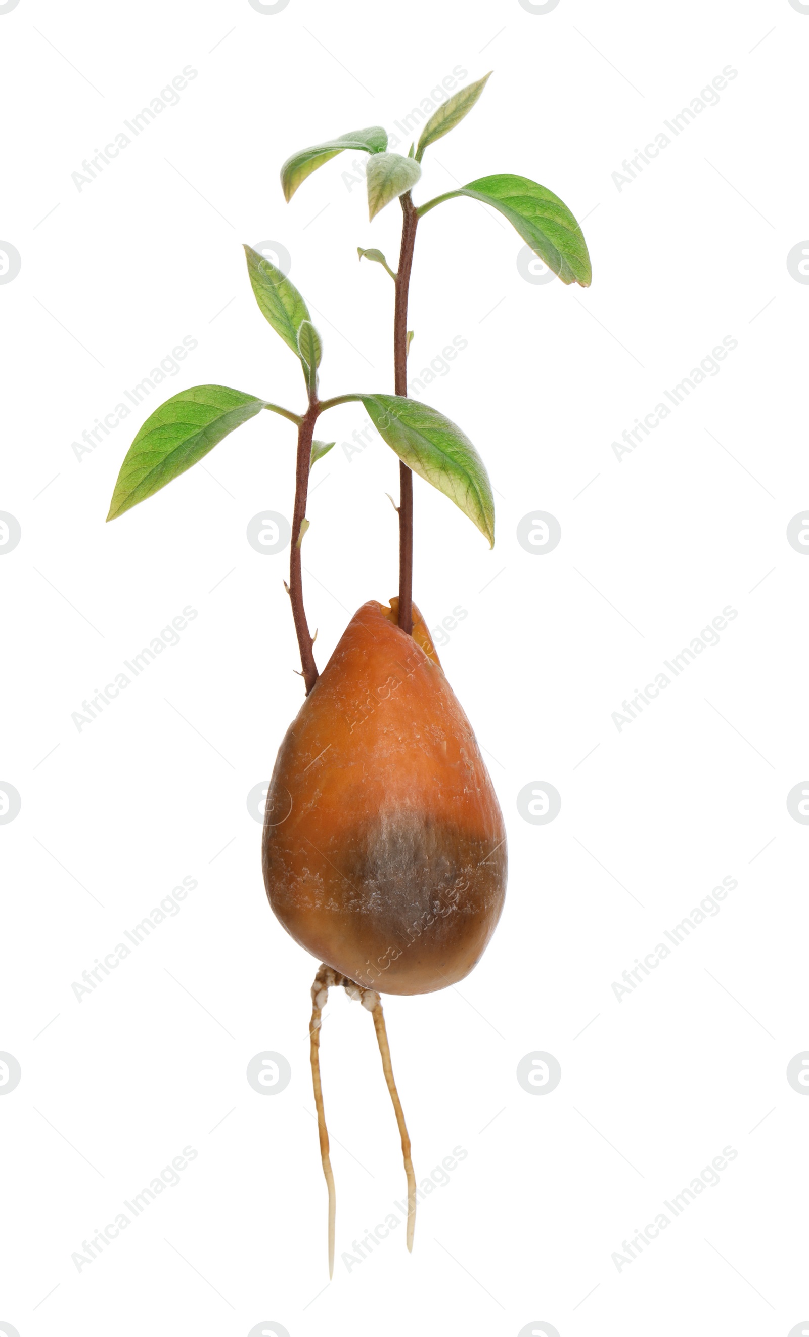 Photo of Avocado pit with sprouts and root on white background