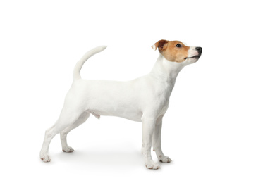 Photo of Cute Jack Russel Terrier on white background. Lovely dog