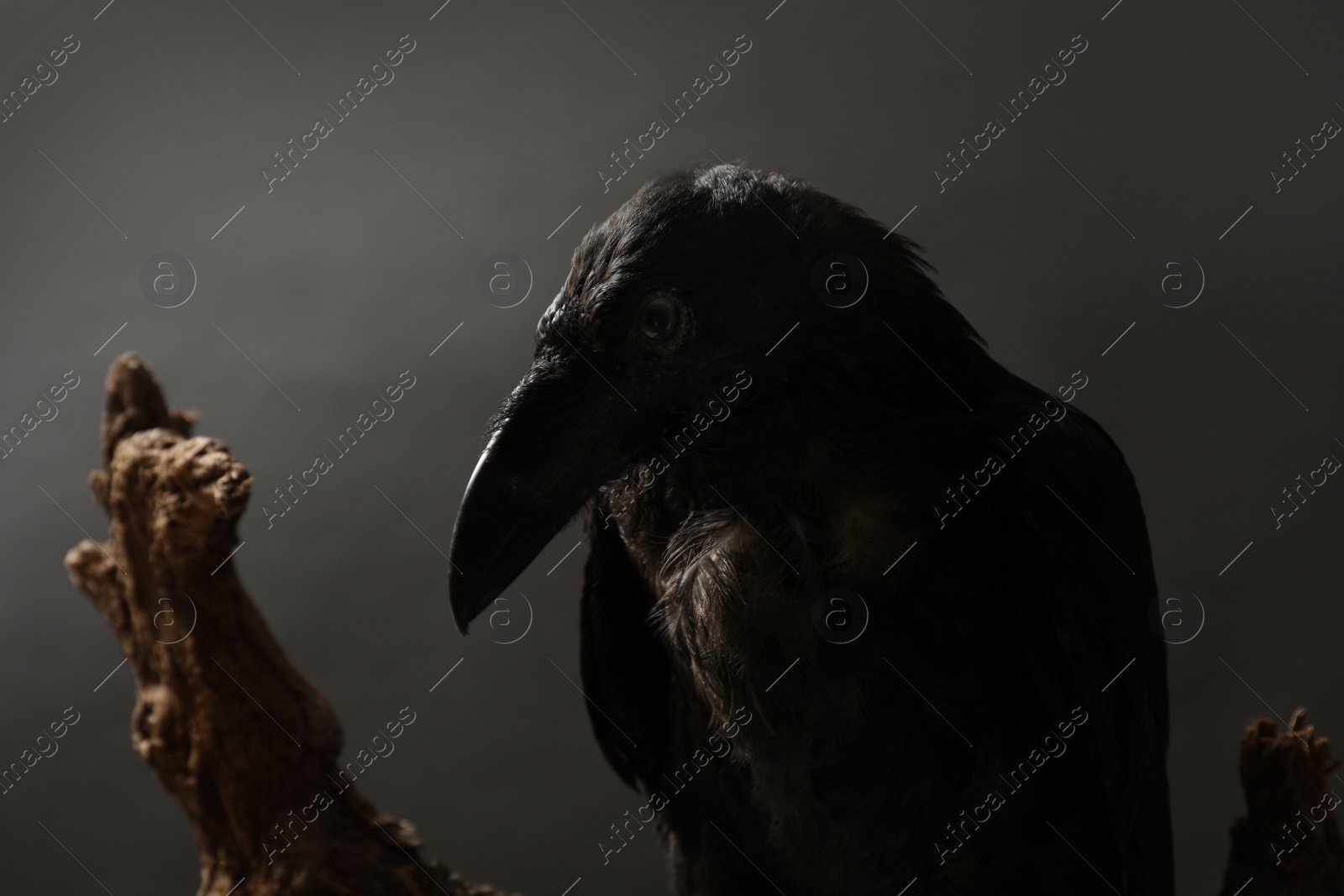 Photo of Beautiful common raven on dark background, closeup