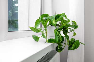 Photo of Epipremnum in pot on windowsill indoors, space for text. House plant