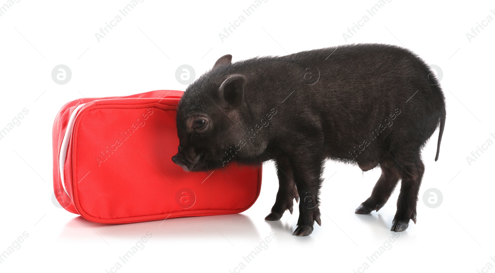 Photo of Miniature pig and first aid kit on white background