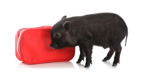 Photo of Miniature pig and first aid kit on white background