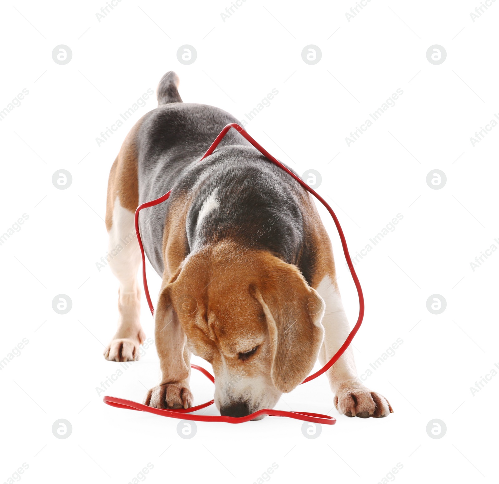 Photo of Playful Beagle dog damaging electrical wire on white background