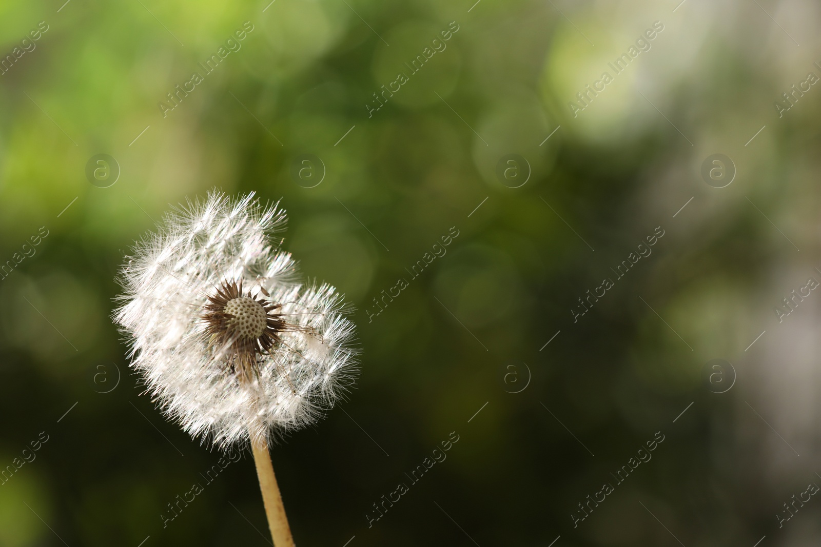 Photo of Beautiful dandelion flower on blurred green background. Space for text