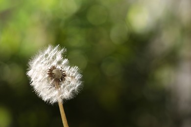 Photo of Beautiful dandelion flower on blurred green background. Space for text