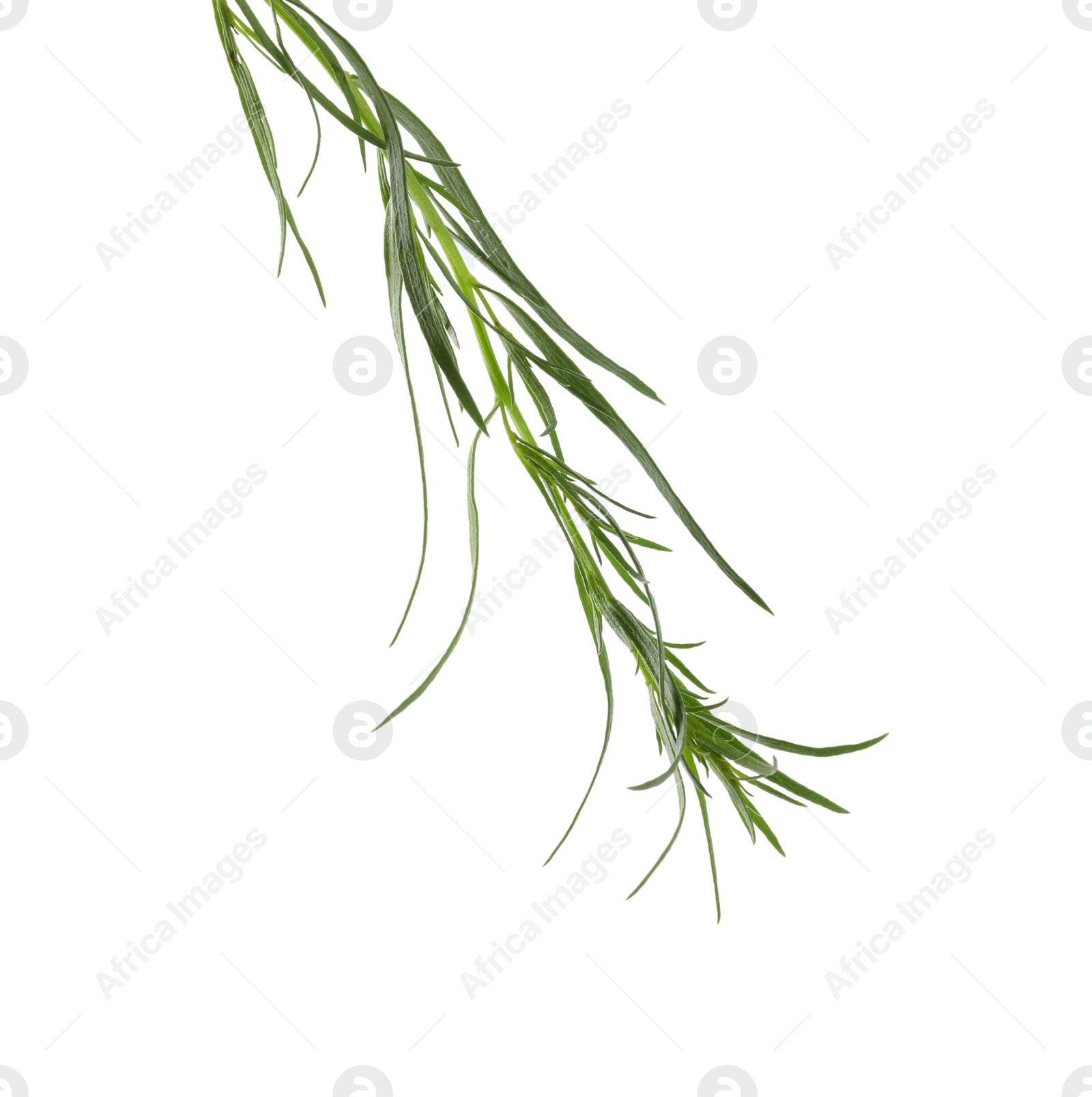 Photo of One sprig of fresh tarragon on white background