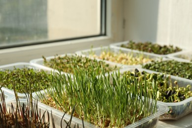 Photo of Different microgreens growing in containers on window sill indoors, closeup