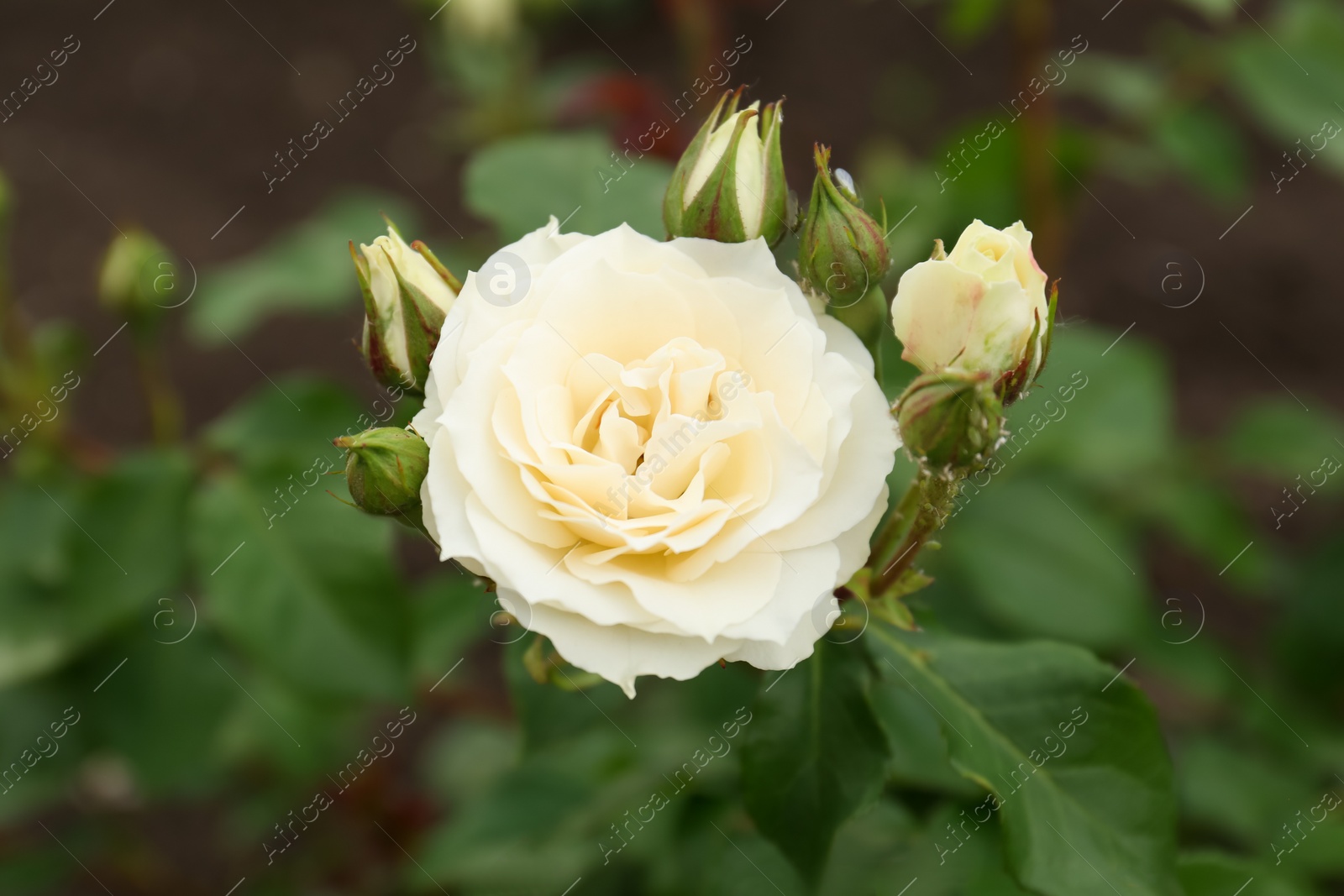 Photo of Closeup view of beautiful blooming rose bush outdoors