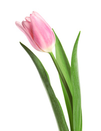 Photo of Beautiful pink spring tulip on white background