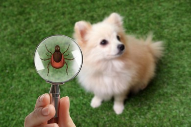 Image of Cute dog outdoors and woman showing tick with magnifying glass, selective focus. Illustration