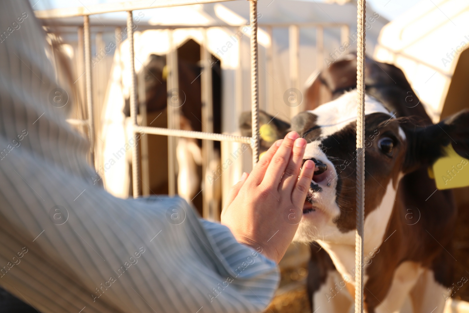 Photo of Young woman stroking little calf on farm, closeup. Animal husbandry